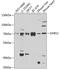 Aspartyl-TRNA Synthetase 2, Mitochondrial antibody, 23-202, ProSci, Western Blot image 