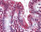 Olfactomedin 4 antibody, TA317101, Origene, Immunohistochemistry frozen image 