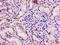 G Protein-Coupled Receptor 12 antibody, LS-C670967, Lifespan Biosciences, Immunohistochemistry paraffin image 