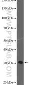 Testis Specific Serine Kinase 3 antibody, 12940-1-AP, Proteintech Group, Western Blot image 