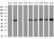 SRBC antibody, M01998, Boster Biological Technology, Western Blot image 