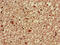 Activator Of Basal Transcription 1 antibody, CSB-PA001114LA01HU, Cusabio, Immunohistochemistry frozen image 