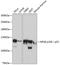 Nuclear Factor Kappa B Subunit 2 antibody, 18-945, ProSci, Western Blot image 