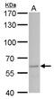 Staufen Double-Stranded RNA Binding Protein 2 antibody, GTX115836, GeneTex, Western Blot image 