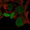 SRY-Box 3 antibody, PA5-65893, Invitrogen Antibodies, Immunofluorescence image 