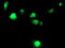 Transmembrane Serine Protease 5 antibody, LS-C337471, Lifespan Biosciences, Immunofluorescence image 