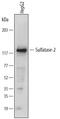 Sulfatase 2 antibody, MAB7087, R&D Systems, Western Blot image 