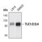 TLE Family Member 1, Transcriptional Corepressor antibody, PA5-17241, Invitrogen Antibodies, Western Blot image 