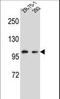 Glutamate Receptor Interacting Protein 2 antibody, LS-C166683, Lifespan Biosciences, Western Blot image 