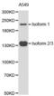 Tet Methylcytosine Dioxygenase 2 antibody, abx001284, Abbexa, Western Blot image 