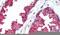 Beta-Secretase 1 antibody, PA5-32672, Invitrogen Antibodies, Immunohistochemistry frozen image 