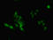 Heterogeneous Nuclear Ribonucleoprotein A2/B1 antibody, LS-C318939, Lifespan Biosciences, Immunofluorescence image 