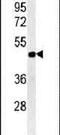 DNA Damage Inducible 1 Homolog 2 antibody, PA5-25852, Invitrogen Antibodies, Western Blot image 