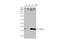 Ceramide Synthase 2 antibody, GTX130744, GeneTex, Western Blot image 