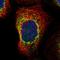 SEC12 antibody, HPA014133, Atlas Antibodies, Immunofluorescence image 