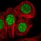 Surfeit 2 antibody, HPA052213, Atlas Antibodies, Immunocytochemistry image 