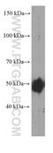 Perilipin 2 antibody, 60340-1-Ig, Proteintech Group, Western Blot image 