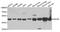 cAMP-dependent protein kinase catalytic subunit beta antibody, A05366-1, Boster Biological Technology, Western Blot image 