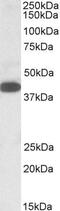Alpha-1,4-N-Acetylglucosaminyltransferase antibody, PA5-19221, Invitrogen Antibodies, Western Blot image 