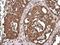 Cytochrome C Oxidase Subunit 4I1 antibody, GTX628901, GeneTex, Immunohistochemistry paraffin image 