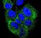 ABL Proto-Oncogene 1, Non-Receptor Tyrosine Kinase antibody, PA5-12910, Invitrogen Antibodies, Immunofluorescence image 