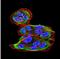 Sphingosine Kinase 2 antibody, NBP2-52567, Novus Biologicals, Immunocytochemistry image 