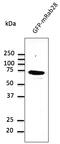 RAB28, Member RAS Oncogene Family antibody, AB0075-200, Origene, Western Blot image 