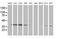 Annexin A3 antibody, MA5-25343, Invitrogen Antibodies, Western Blot image 