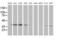 Annexin A3 antibody, MA5-25343, Invitrogen Antibodies, Western Blot image 