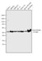 Tubulin Beta 2A Class IIa antibody, PA1-41331, Invitrogen Antibodies, Western Blot image 