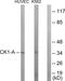 Casein Kinase 1 Alpha 1 antibody, LS-C118022, Lifespan Biosciences, Western Blot image 