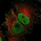 RCSD Domain Containing 1 antibody, PA5-53455, Invitrogen Antibodies, Immunofluorescence image 