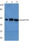 Jun Proto-Oncogene, AP-1 Transcription Factor Subunit antibody, PA5-36634, Invitrogen Antibodies, Western Blot image 