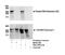 RNA Polymerase II Subunit A antibody, NB100-1805, Novus Biologicals, Western Blot image 