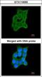 Cartilage Associated Protein antibody, GTX110055, GeneTex, Immunocytochemistry image 