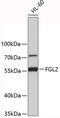 Fibrinogen Like 2 antibody, 19-381, ProSci, Western Blot image 
