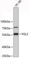 Fibroleukin antibody, 19-381, ProSci, Western Blot image 