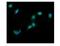 G Protein-Coupled Receptor Kinase 2 antibody, A32388-1, Boster Biological Technology, Immunofluorescence image 