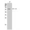 Adrenoceptor Alpha 1B antibody, LS-C382165, Lifespan Biosciences, Western Blot image 