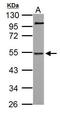 NGFI-A Binding Protein 1 antibody, GTX112354, GeneTex, Western Blot image 