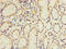 Exonuclease 1 antibody, A62518-100, Epigentek, Immunohistochemistry paraffin image 