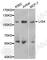 DNA Ligase 4 antibody, A1743, ABclonal Technology, Western Blot image 