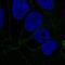 Catenin Alpha 1 antibody, NBP2-33456, Novus Biologicals, Immunocytochemistry image 