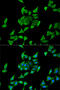 Hemopexin antibody, 19-752, ProSci, Immunofluorescence image 