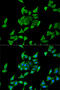 Hemopexin antibody, 19-752, ProSci, Immunofluorescence image 