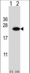 CIRBP antibody, LS-C168784, Lifespan Biosciences, Western Blot image 