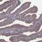 Programmed Cell Death 2 Like antibody, HPA052181, Atlas Antibodies, Immunohistochemistry frozen image 