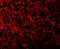 ATR Serine/Threonine Kinase antibody, 3117, ProSci, Immunofluorescence image 