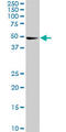 Cyclin Dependent Kinase 8 antibody, LS-C196883, Lifespan Biosciences, Western Blot image 