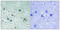 Dihydropyrimidinase Like 2 antibody, A02860T509, Boster Biological Technology, Immunohistochemistry frozen image 